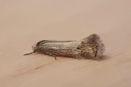 Elachista sp.